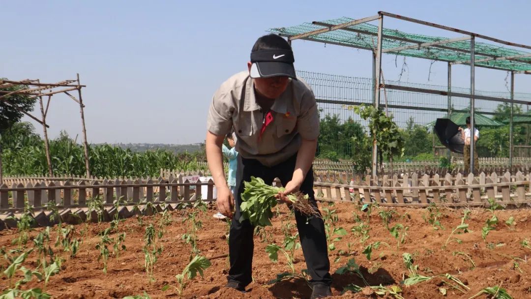 2025新澳门免费原料宝典