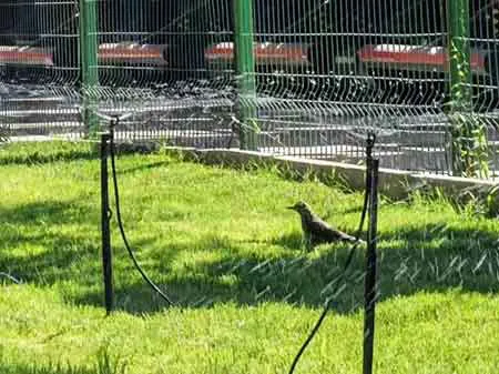 2025新澳门免费原料宝典